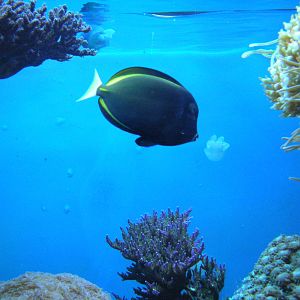 Amazing Jellies Exhibit