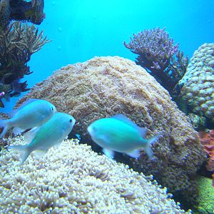 Amazing Jellies Exhibit