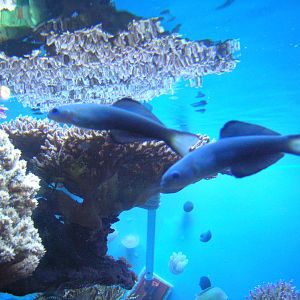 Amazing Jellies Exhibit