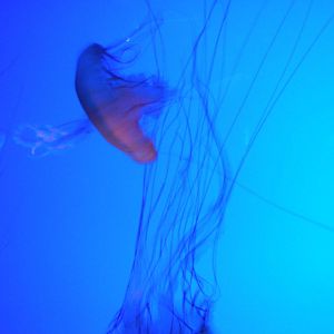 Amazing Jellies Exhibit