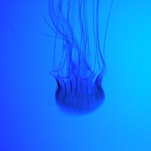 Amazing Jellies Exhibit