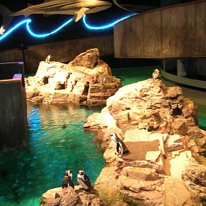 African Penguin Exhibit