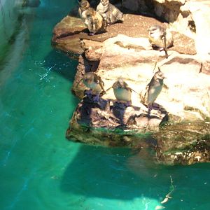 Little Blue Penguin Exhibit