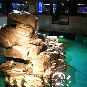Little Blue Penguin Exhibit