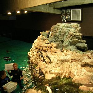 Rock Hopper Penguin Exhibit