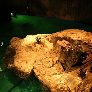 African Penguin Exhibit