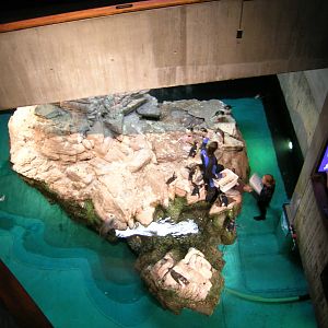 African Penguin Exhibit