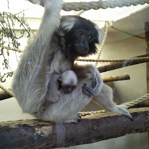 pileated gibbon female ivy and baby