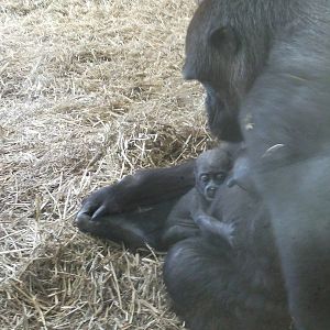 milki and baby western lowland gorilla