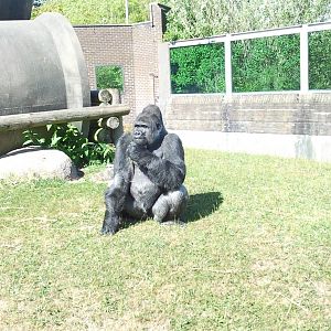 bukavu male western lowland gorilla