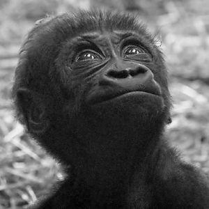 Baby west lowland gorilla