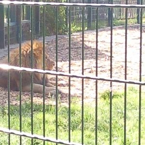 wallace male african lion and female's