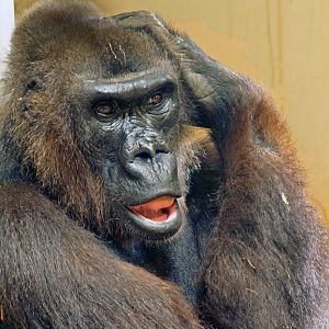 West lowland Gorilla