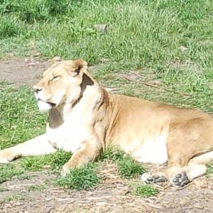 african lion female jasmine