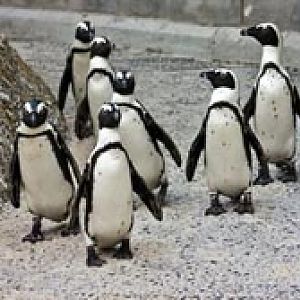 Penguins-at-Blackpool-Zoo