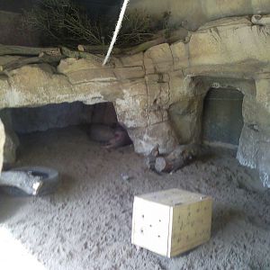 aardvark enclosure