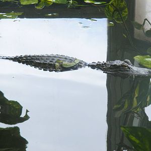 American alligator at Noah's Ark Zoo Farm, 31 July 2010