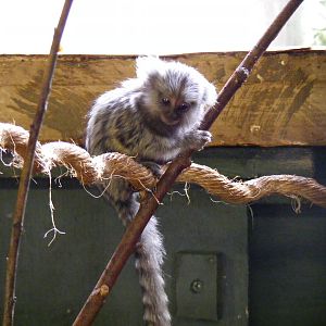 Common marmoset at Noah's Ark Zoo Farm, 31 July 2010