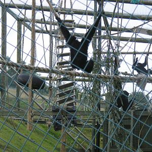 Siamang gibbons at Noah's Ark Zoo Farm, 31 July 2010