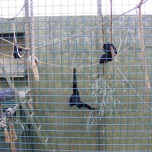 Siamang gibbons at Noah's Ark Zoo Farm, 31 July 2010