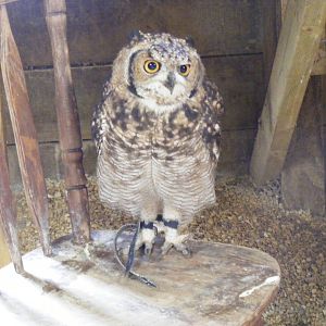 Snuffy the African spotted eagle owl at Noah's Ark Zoo Farm, 31 July 2010