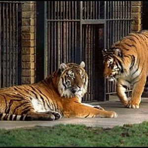 amur tiger female and male a couple of year's ago