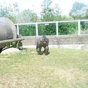 Bukavu the male gorilla