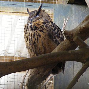 Eurasian eagle owl at Noah's Ark Zoo Farm, 31 July 2010