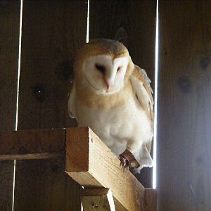 Bertie the barn owl at Noah's Ark Zoo Farm, 31 July 2010