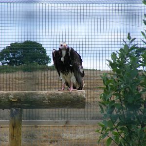 White-headed vulture at Noah's Ark Zoo Farm, 31 July 2010