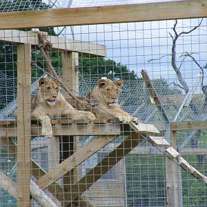African lions at Noah's Ark Zoo Farm, 31 July 2010