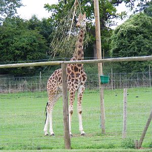 Gerald the giraffe at Noah's Ark Zoo Farm, 31 July 2010