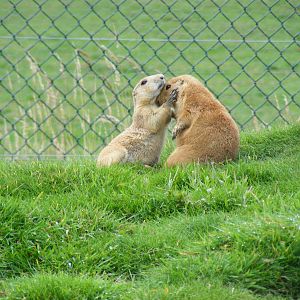 Prairie dogs at Noah's Ark Zoo Farm, 31 July 2010