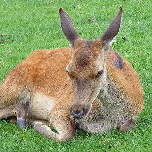 Red deer at Noah's Ark Zoo Farm, 31 July 2010