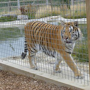Tanvir the tiger at Noah's Ark Zoo Farm, 31 July 2010