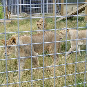 African lions at Noah's Ark Zoo Farm, 31 July 2010