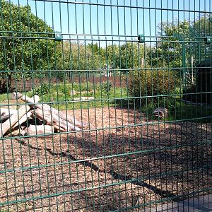 siberian tiger enclosure with zambar asleep