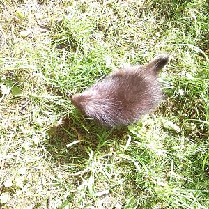 North American Tree Porcupine