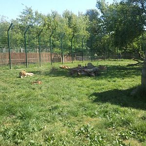 sleeping lion's after their feed