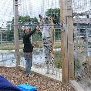 Tanvir the tiger at Noah's Ark Zoo Farm, 31 July 2010