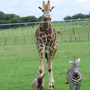 Gerald the giraffe at Noah's Ark Zoo Farm, 31 July 2010
