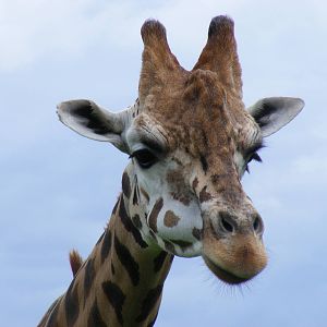 Gerald the giraffe at Noah's Ark Zoo Farm, 31 July 2010