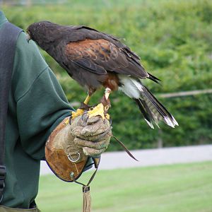 Howard the harris hawk at Noah's Ark Zoo Farm, 31 July 2010