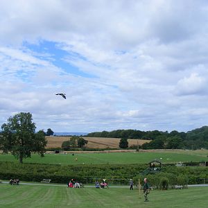 Howard the harris hawk at Noah's Ark Zoo Farm, 31 July 2010