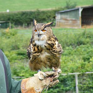 Ernie the Eurasian eagle owl at Noah's Ark Zoo Farm, 31 July 2010