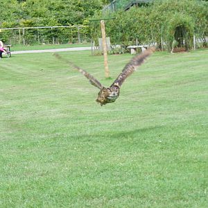 Ernie the Eurasian eagle owl at Noah's Ark Zoo Farm, 31 July 2010