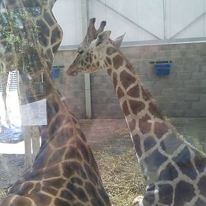 giraffes
