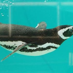 penguin underwater