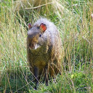Azara's agouti at Noah's Ark Zoo Farm, 31 July 2010