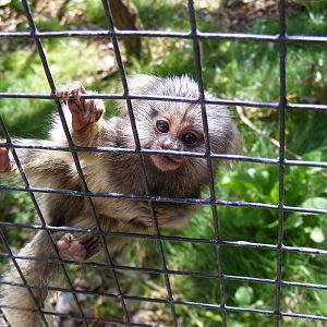 Common marmoset at Noah's Ark Zoo Farm, 31 July 2010
